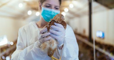 UK declared free of avian influenza